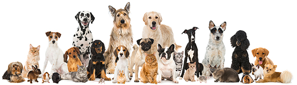 Group photo of dogs and cats