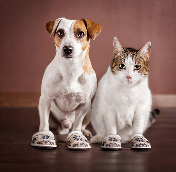 Photo of a cat and a dog wearing slippers