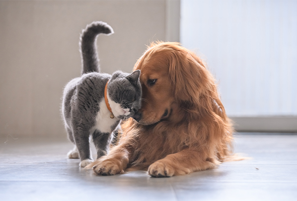Photo of a cat and a dog nuzzling