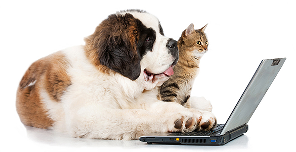 Photo of a cat and a dog using a laptop
