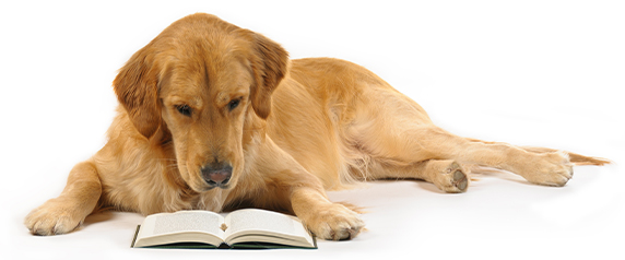 Photo of a Labrador reading a book