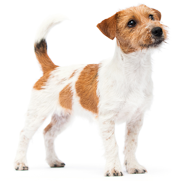 photo of a Jack russell