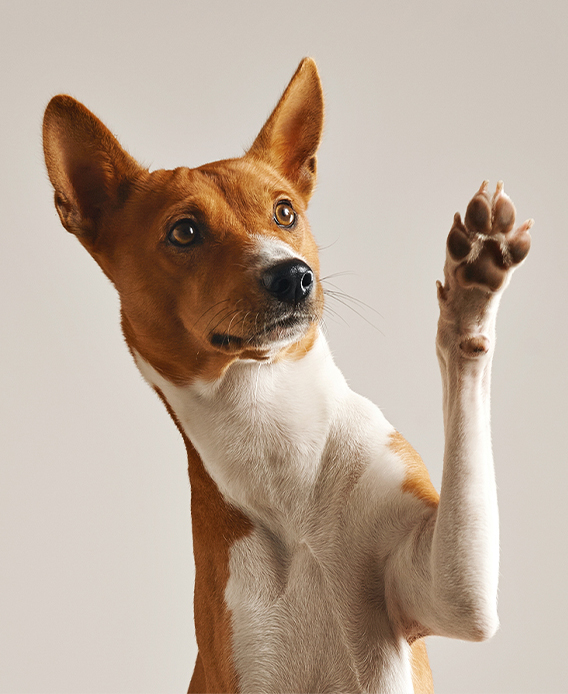 Photo of a jack russlle raising a paw