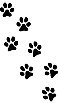 Animal foot prints